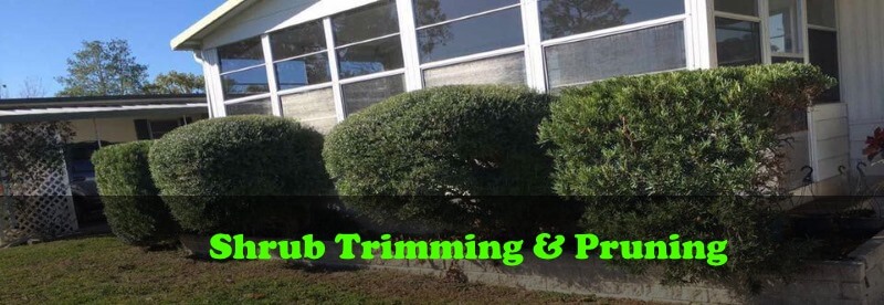 Shrub Trimming Ormond Beach, FL